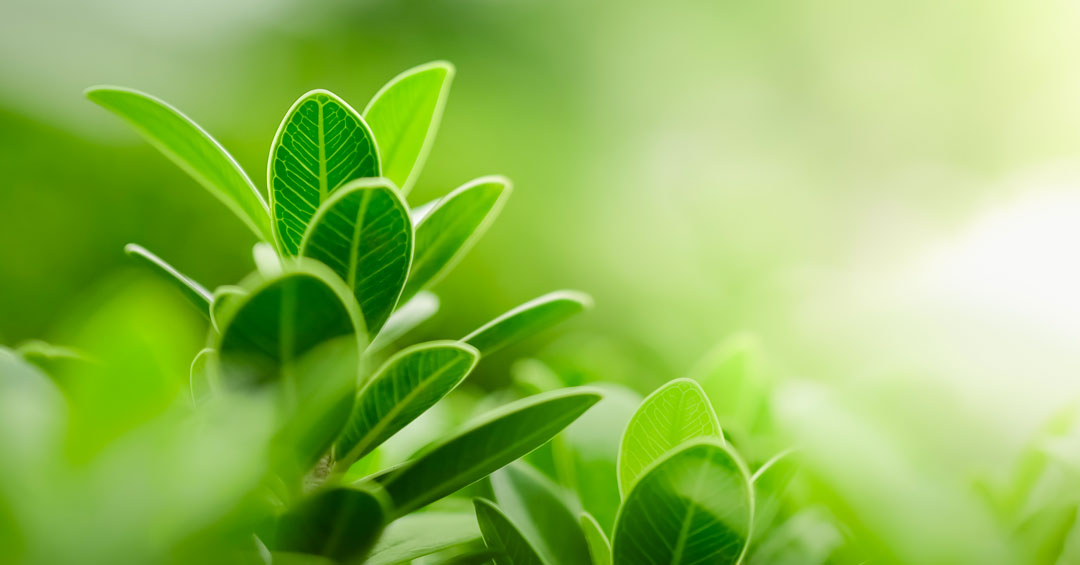 green-idealtende