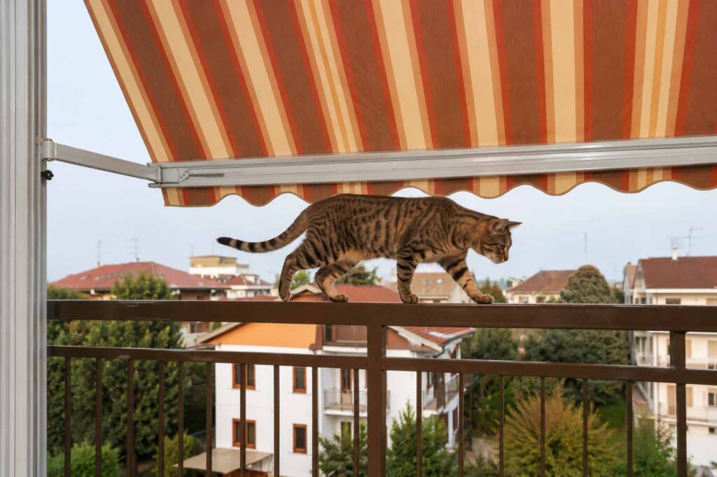 Come proteggere il tuo gatto che sale sulla ringhiera: una tenda veranda può essere la soluzione!